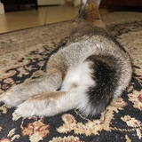 Entry image for Ruby