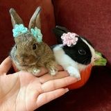 Entry image for Ruby and Luna