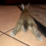 Entry image for Ruby