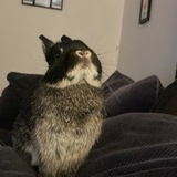 Entry image for Codie