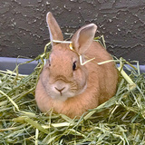 Entry image for Joey