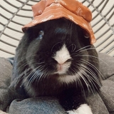 Entry image for Flower