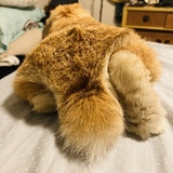 Entry image for Toast