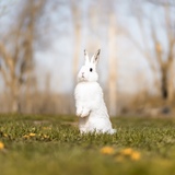 Entry image for Cappuccino