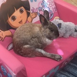 Entry image for BunBun