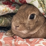 Entry image for Neville