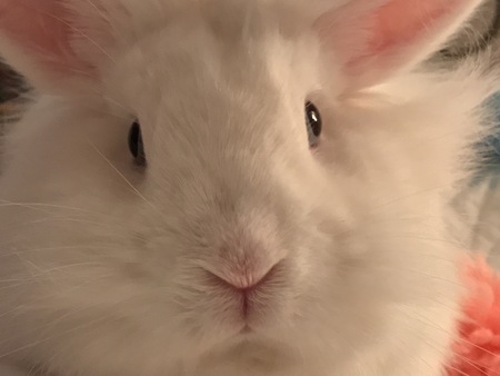 Entry image for Tribble. Clicking this image will show a larger photo