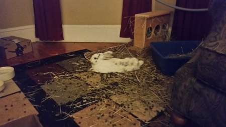 Entry image for Renji. Clicking this image will show a larger photo