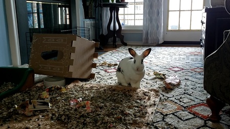 Entry image for Dolly. Clicking this image will show a larger photo