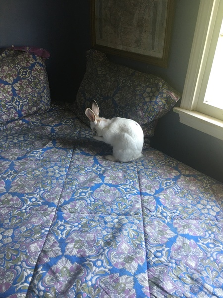 Entry image for Willowbee. Clicking this image will show a larger photo