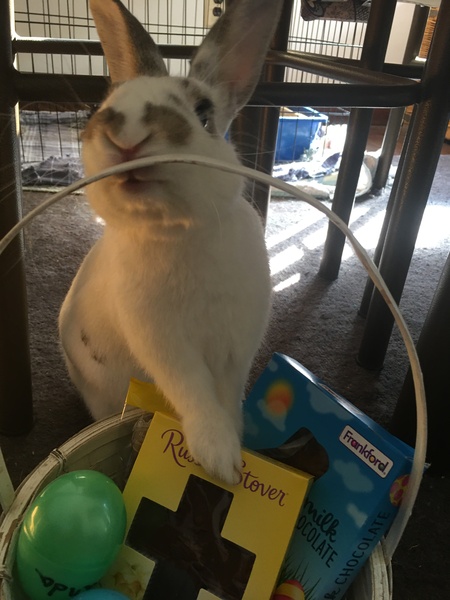 Entry image for Willowbee . Clicking this image will show a larger photo