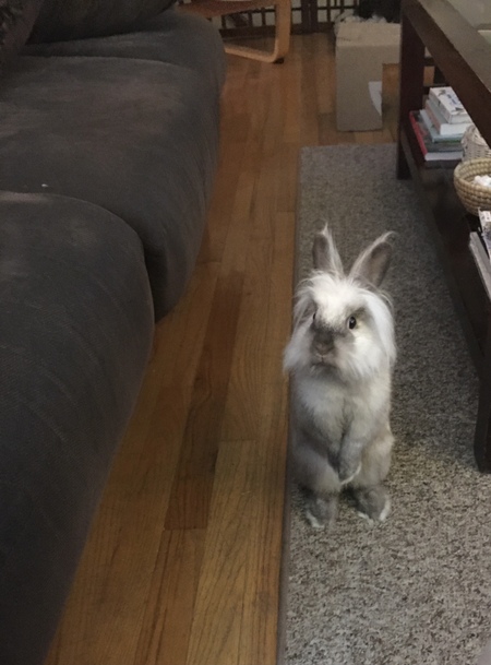 Entry image for Alfie Doodle . Clicking this image will show a larger photo