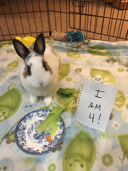 Entry image for Hopper. Clicking this image will show a larger photo