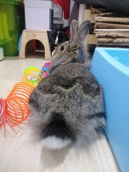 Entry image for Nessie. Clicking this image will show a larger photo