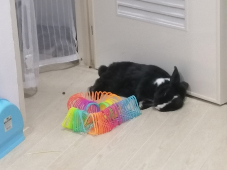 Entry image for Polly. Clicking this image will show a larger photo