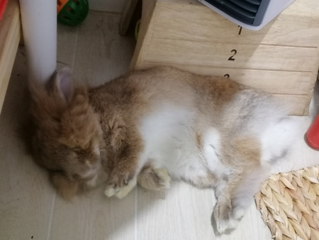 Entry image for MrBraun . Clicking this image will show a larger photo