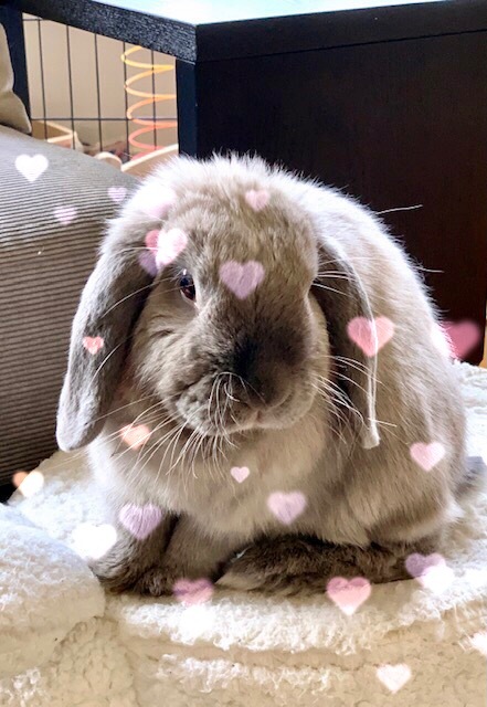 Entry image for Mr Elvis Parsley . Clicking this image will show a larger photo