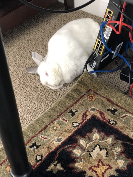 Entry image for Cream Puff. Clicking this image will show a larger photo