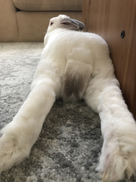 Entry image for Nimmie. Clicking this image will show a larger photo