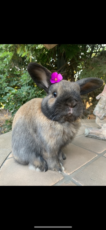 Entry image for Henry. Clicking this image will show a larger photo