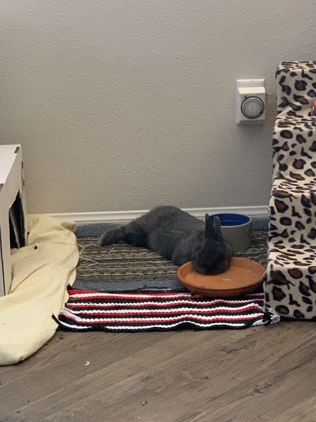 Entry image for Daisy . Clicking this image will show a larger photo