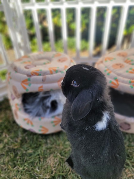 Entry image for Uno. Clicking this image will show a larger photo