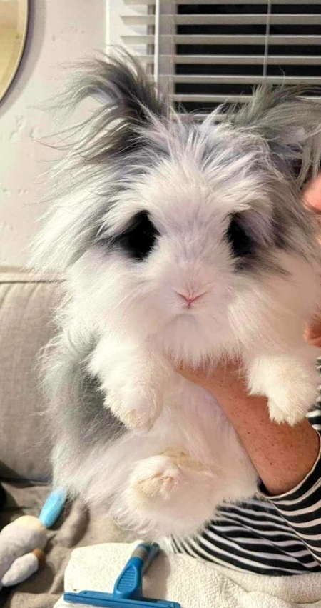 Entry image for Yatzee. Clicking this image will show a larger photo