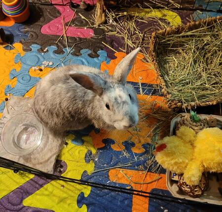 Entry image for Sarsaparilla. Clicking this image will show a larger photo