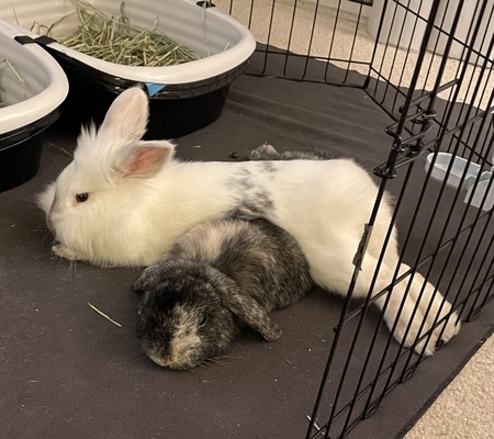 Entry image for Bucky and Lily. Clicking this image will show a larger photo