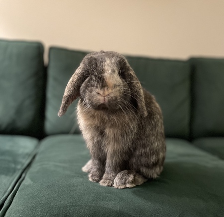 Entry image for Bucky. Clicking this image will show a larger photo