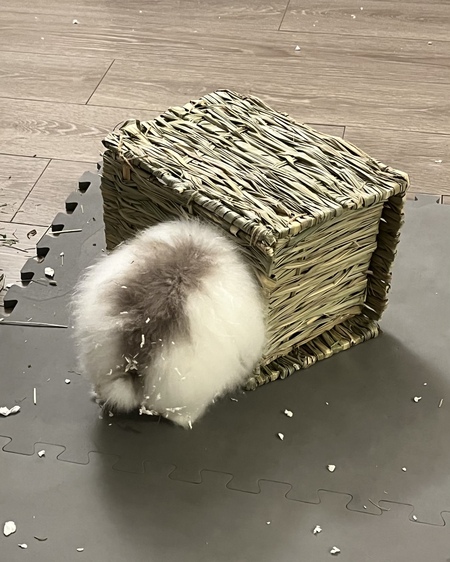 Entry image for Thor . Clicking this image will show a larger photo