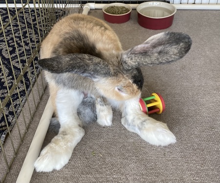 Entry image for Bungee. Clicking this image will show a larger photo