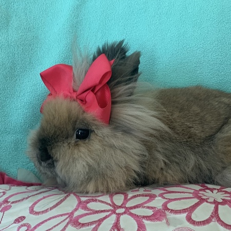 Entry image for Cupcake . Clicking this image will show a larger photo