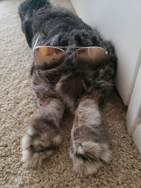 Entry image for Stormy AKA Cheese. Clicking this image will show a larger photo