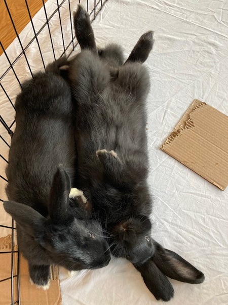 Entry image for Hairy and Kombucha. Clicking this image will show a larger photo