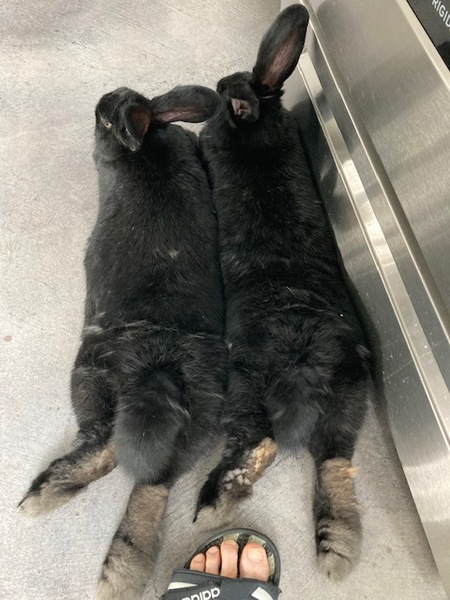 Entry image for Hairy and Kombucha. Clicking this image will show a larger photo