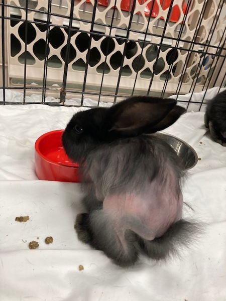 Entry image for Hairy. Clicking this image will show a larger photo