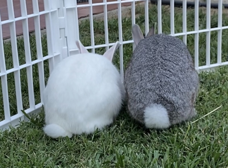 Entry image for Edward and Bella. Clicking this image will show a larger photo