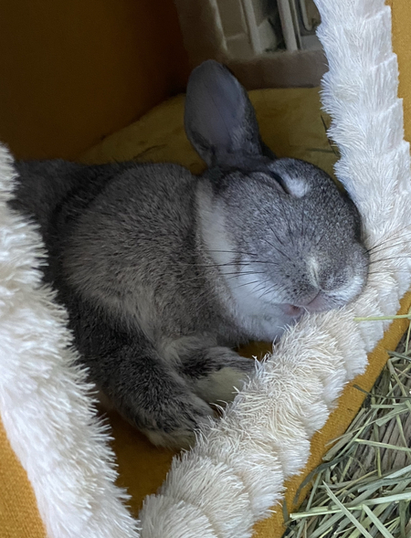 Entry image for Edward. Clicking this image will show a larger photo