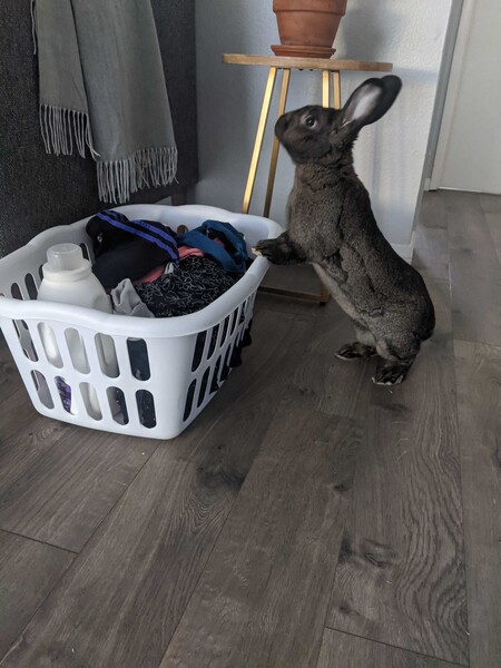 Entry image for Bunessa. Clicking this image will show a larger photo