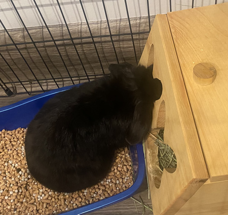 Entry image for Midnight. Clicking this image will show a larger photo