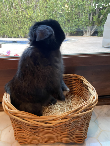 Entry image for Midnight. Clicking this image will show a larger photo