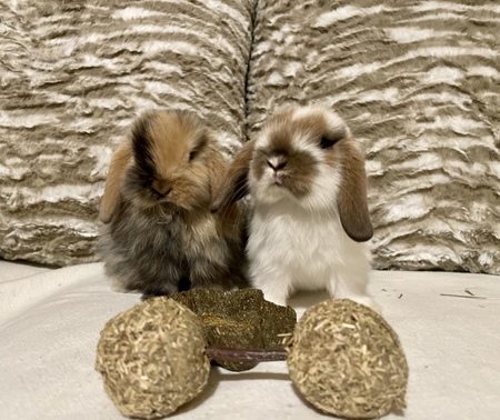 Entry image for Bella and Benny. Clicking this image will show a larger photo