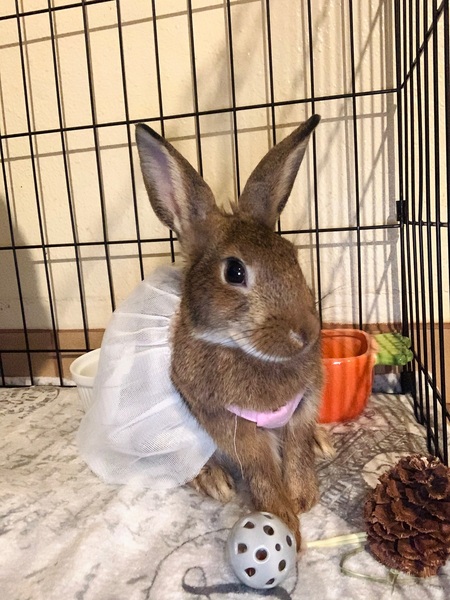 Entry image for Ruby. Clicking this image will show a larger photo