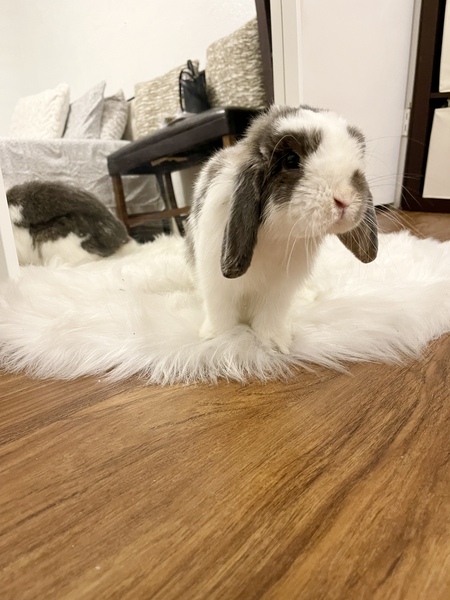 Entry image for Max. Clicking this image will show a larger photo