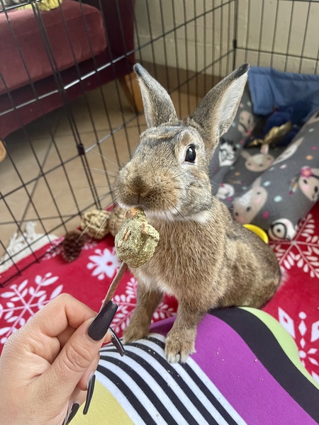 Entry image for Ruby . Clicking this image will show a larger photo