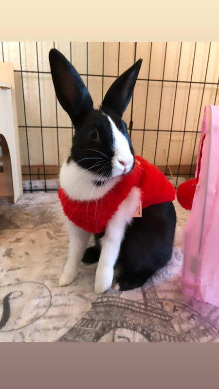 Entry image for Luna . Clicking this image will show a larger photo