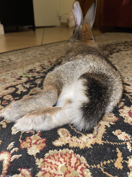 Entry image for Ruby. Clicking this image will show a larger photo