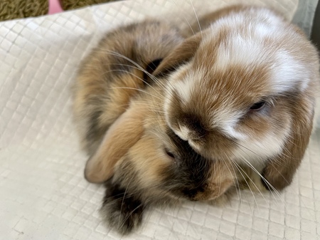 Entry image for Bella and Benny . Clicking this image will show a larger photo