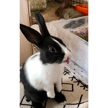 Entry image for Luna . Clicking this image will show a larger photo